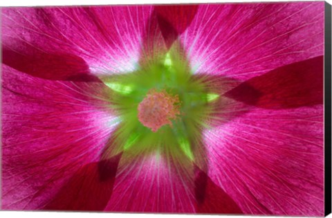 Framed Pink Hollyhock Blossom Composite Print