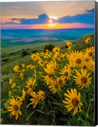 Framed Landscape With Douglas&#39; Sunflowers In The Palouse Hills Print