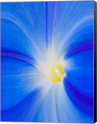 Framed Close-Up Of A Morning Glory Flower Print