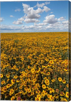 Framed Coneflower Field, Washington State Print