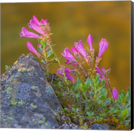 Framed Pink Penstemon Flowers, Washington State Print