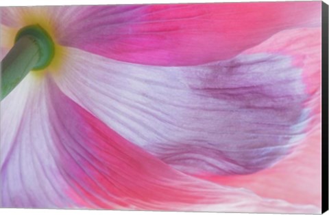 Framed Underside Of A Pink Poppy Flower Print