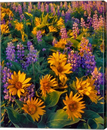 Framed Balsamroot And Lupine In Evening Light Print