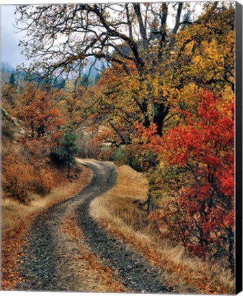 Framed Road And Autumn-Colored Oaks, Washington State Print