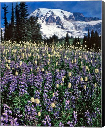 Framed Field Of Lupine And Bistort In Paradise Park Print