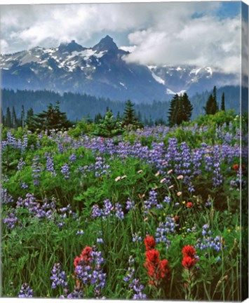 Framed Lupine And Paintbrush In Meadow, Mount Rainder Nationak Park Print