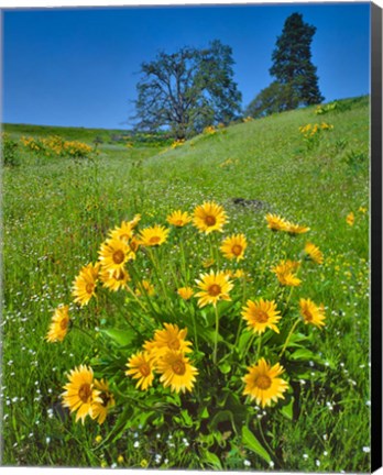 Framed Balsamroot, Pine And Oak Trees On A Hillside, Washington State Print