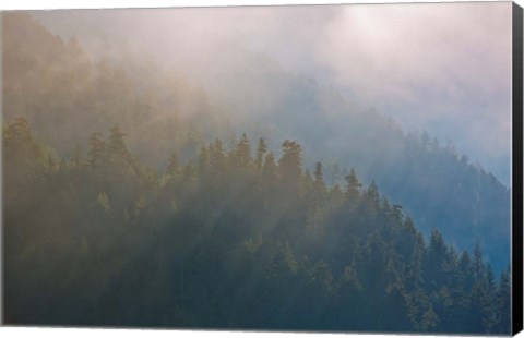 Framed Coastal Forest In Morning Fog, Washington State Print