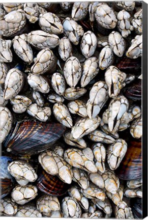 Framed Gooseneck Barnacles And Clams Print