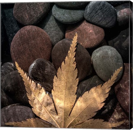 Framed Maple Leaf On Rocks Print