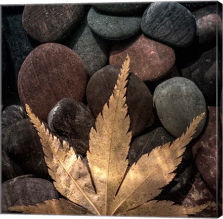 Framed Maple Leaf On Rocks Print