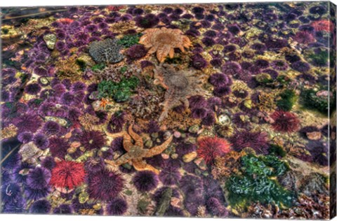 Framed Tide Pool With Marine Life, Salt Creek, Washington State Print