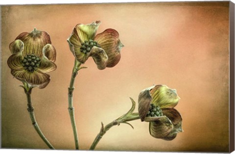 Framed Close-Up Of Pink Dogwood Blossoms Print