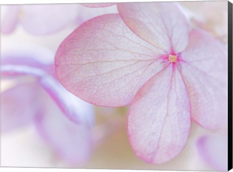 Framed Close-Up Of Hydrangea Paniculata Flower Print