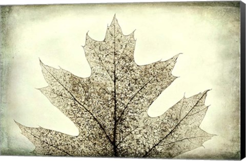 Framed Oak Leaf Abstract Print
