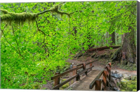 Framed Bridge Along The Sol Duc River Trail, Washington State Print