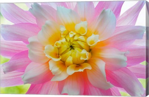 Framed Close-Up Of A Pastel Dahlia Flower Print