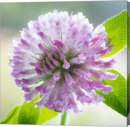 Framed Clover Blossom Flowers Print