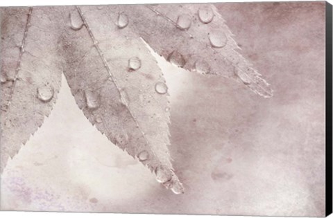 Framed Dew Drops On A Maple Leaf Print