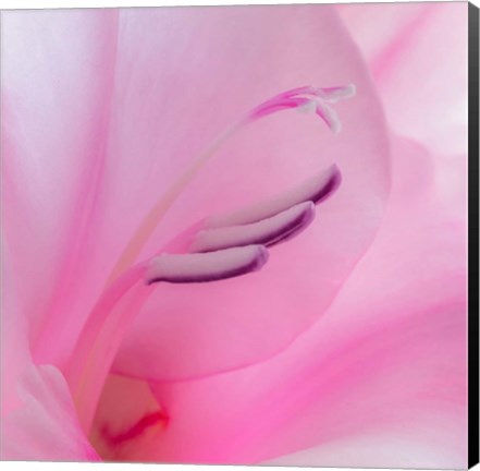 Framed Close-Up Of A Pink Gladiola Blossom Print