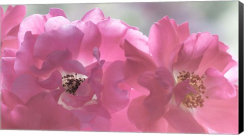 Framed Close-Up Of Pink Rose Blossoms Print