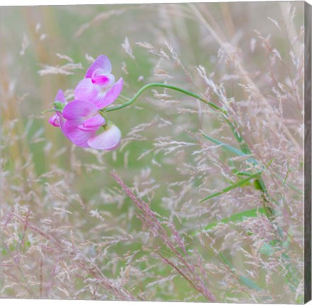 Framed Sweet Pea Blossoms In A Meadow Print