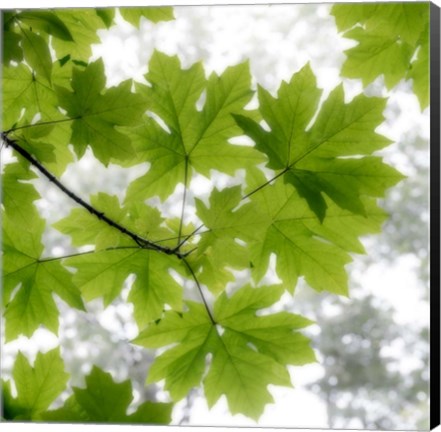 Framed Big Leaf Maples In Summer Print