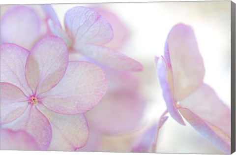 Framed Close-Up Of Soft Pink Hydrangea Flower Print