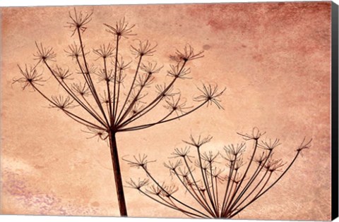 Framed Silhouette Of Queen Anne&#39;s Lace Plants Print