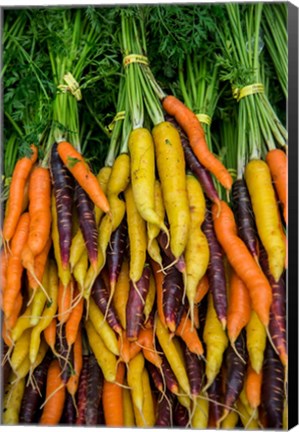 Framed Display Of Carrot Varieties Print