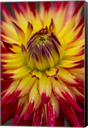 Framed Detail Of A Vibrant Dahlia Flower Print