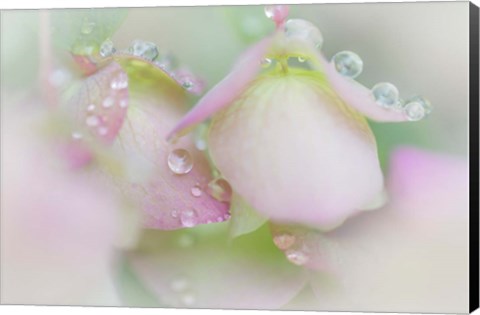 Framed Dew Drops On Ornamental Oregano Print