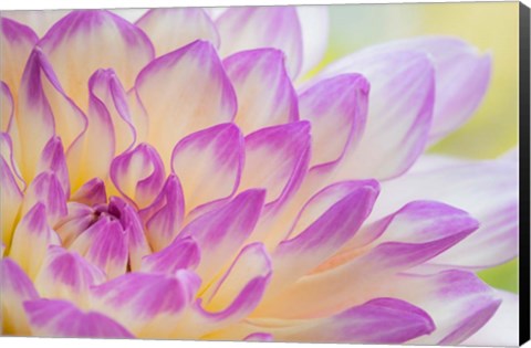 Framed Dahlia Flower Close-Up Print