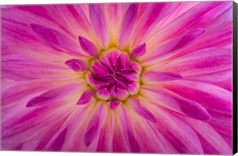 Framed Bright Pink Dahlia Blossom Detail Print