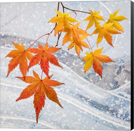 Framed Japanese Maple Leaves Above Ice Print