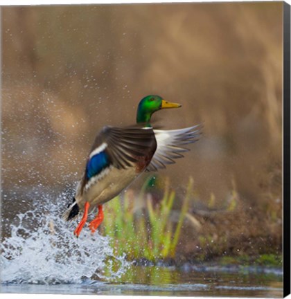 Framed Mallard Duck Takes Flight Off Lake Washington Print