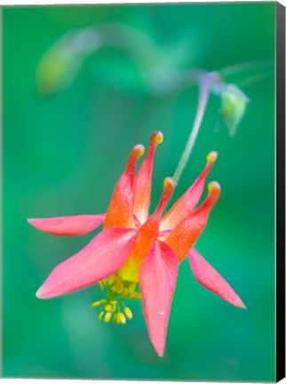 Framed Red Columbine Wildflower Blooms Print