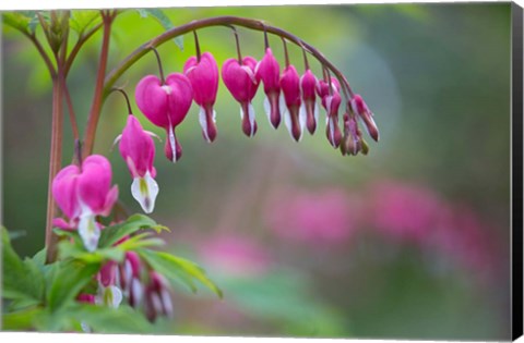 Framed Row Of Bleeding Heart Flowers Print