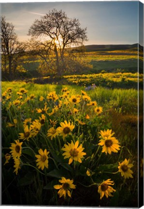 Framed Arrowleaf Balsamroot Wildflowers At Columbia Hills State Park Print