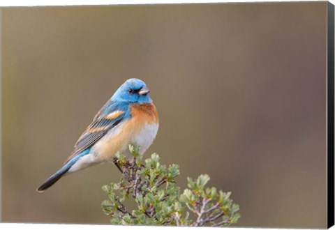 Framed Lazuli Bunting On A Perch At The Umtanum Creek Recreational Are Print