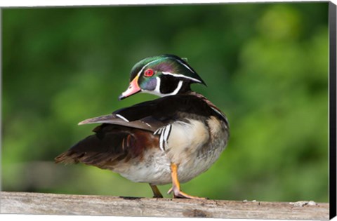 Framed Wood Duck Preens While Perched On A Log Print