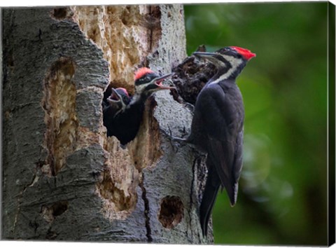 Framed Pileated Woodpecker Aside Nest With Two Begging Chicks Print