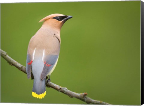 Framed Cedar Waxwing On A Perch Print