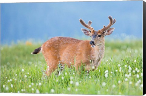 Framed Black-Tailed Buck In Velvet Feeds On Subalpine Wildflowers Print