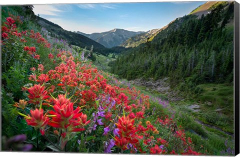 Framed Wildflowers Above Badger Valley In Olympic Nationl Park Print