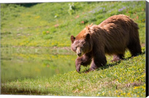 Framed American Black Bear In A Wildflower Meadow Print