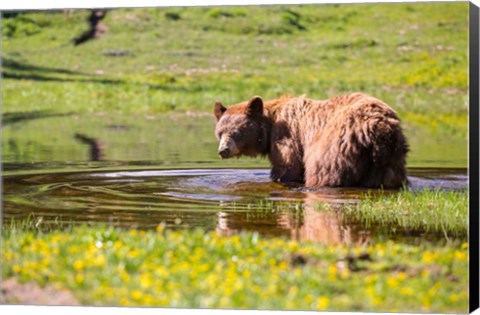 Framed American Black Bear Takes A Cool Bath Near Mystic Lake Print