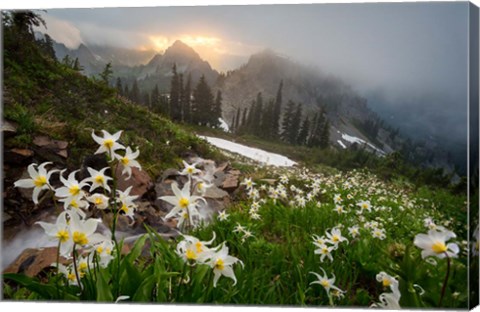 Framed Avalanche Lilies Along A Small Stream Below Plummer Peak Print