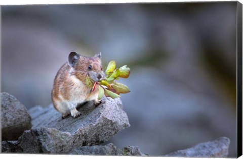 Framed Hardworking Pika Bringing In The Harvest Print