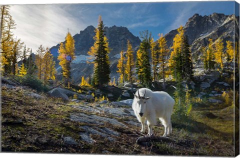 Framed Adult, Male Mountain Goat Print